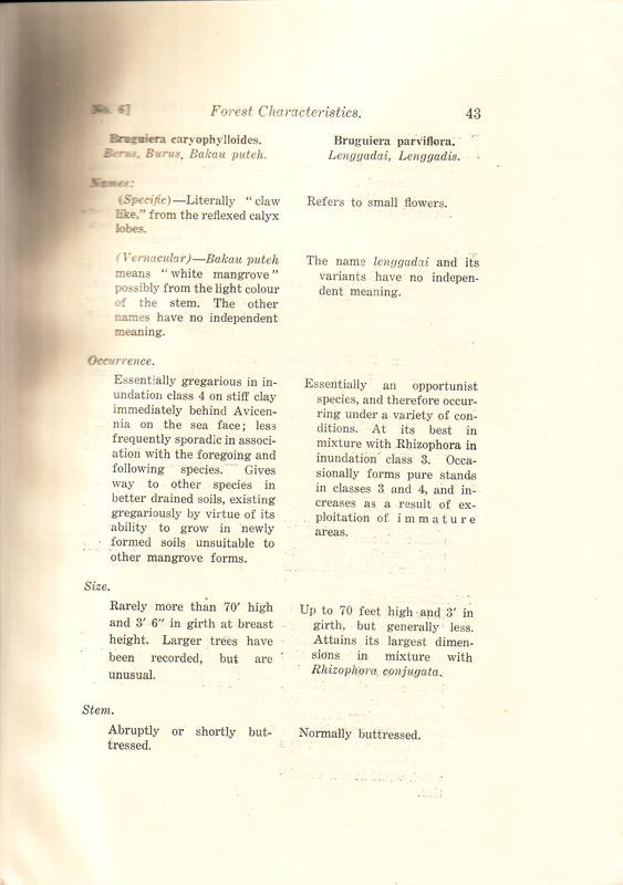 Mangrove Forests of the Malay Peninsula - aus dem Buch